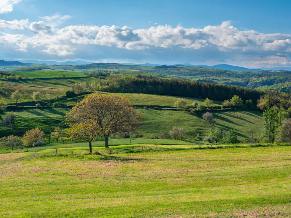 Champ vallonné et arbre isolé dans un paysage rural français